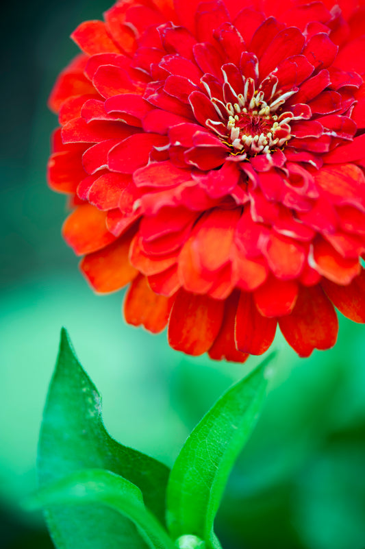 Zinnia