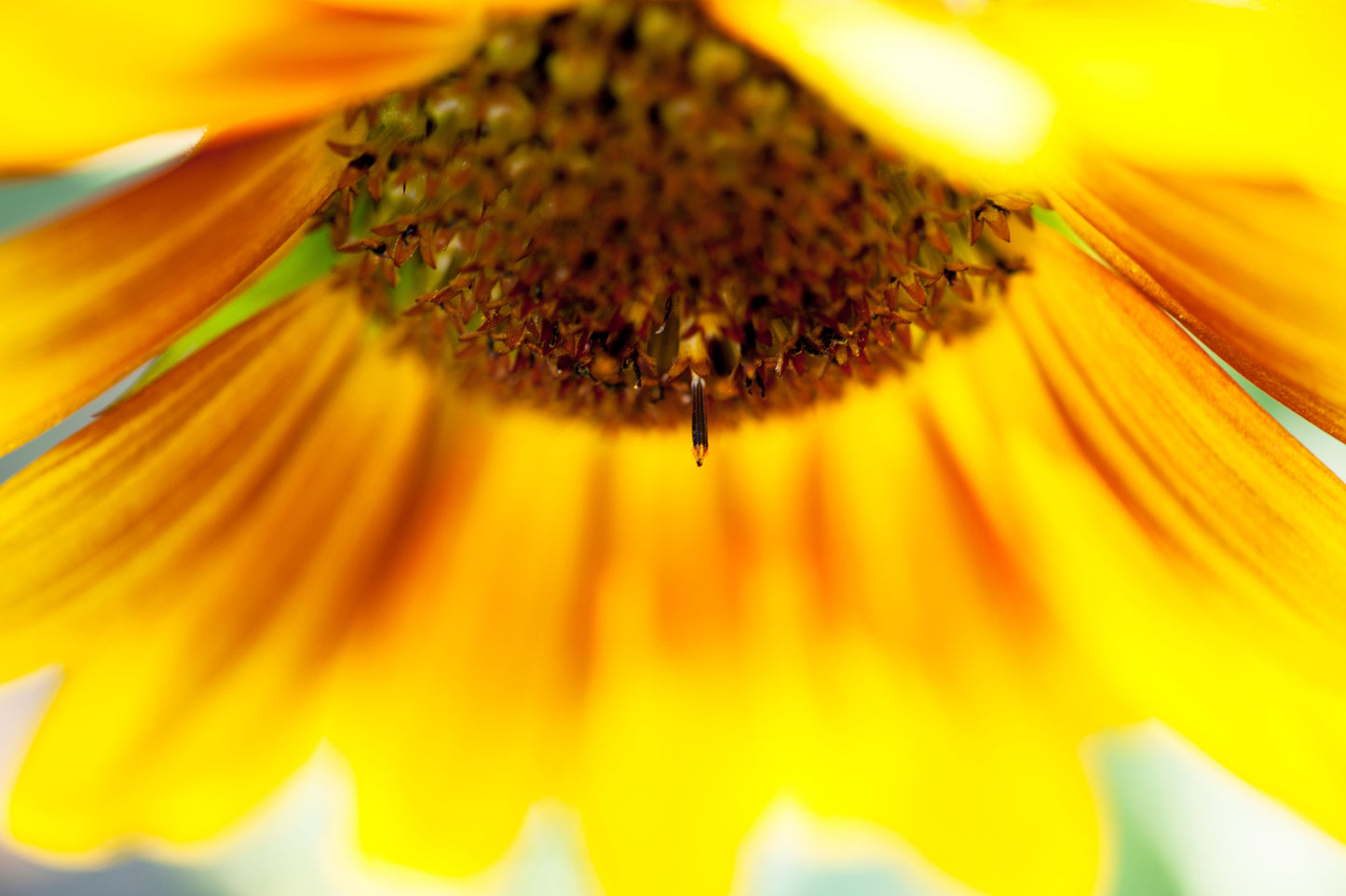 Sunflower's Teardrop