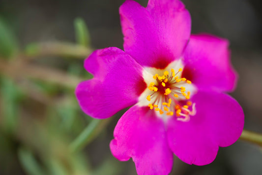 Moss Rose