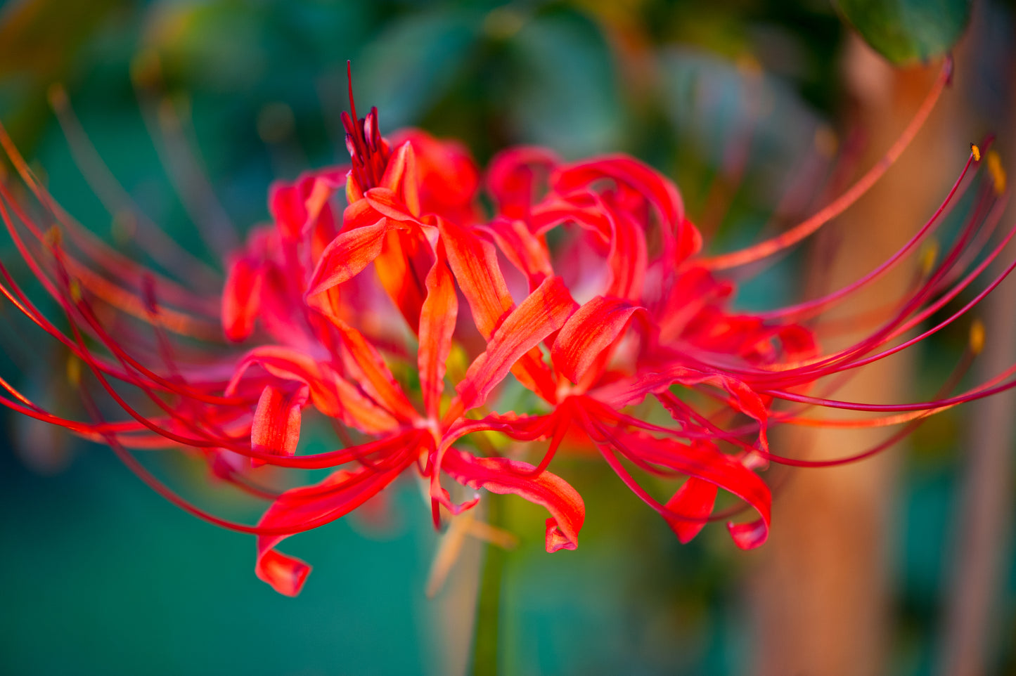 Spider Lily's Fireworks