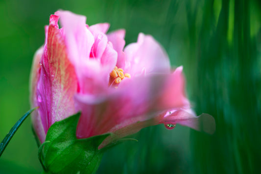 Hibiscus in Her Secret Place