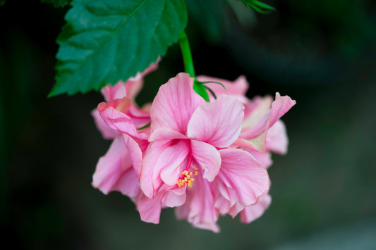 Hibiscus Looking Contemplative