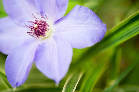 Purple Clematis