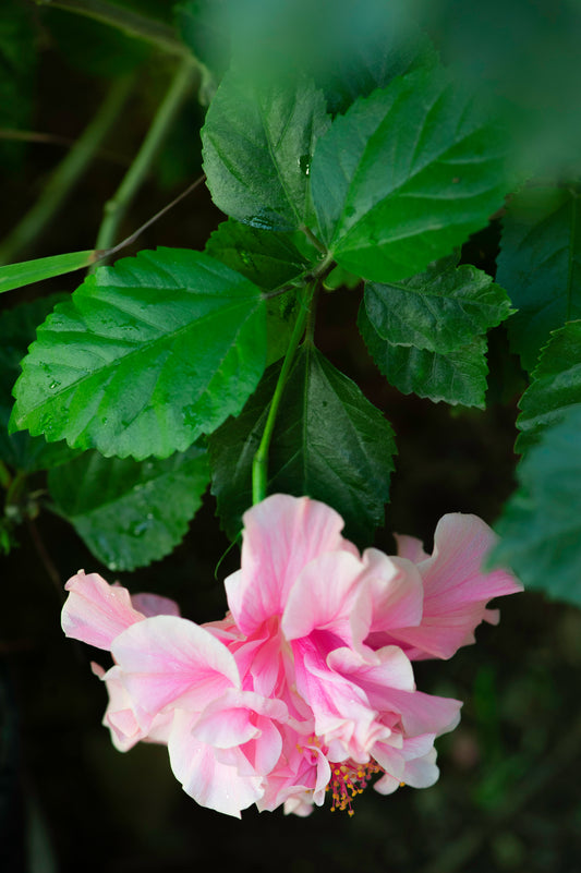 Hibiscus' Beauty