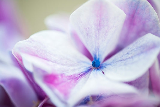 Hydrangea's Blush