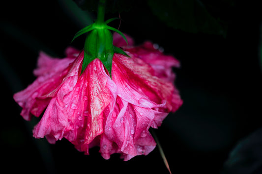 Hibiscus Dancing in the Rain