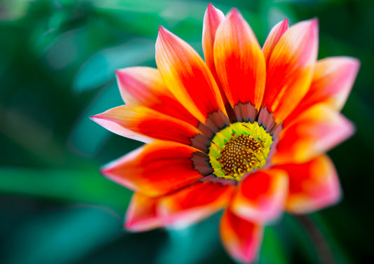 Gazania's Fervor