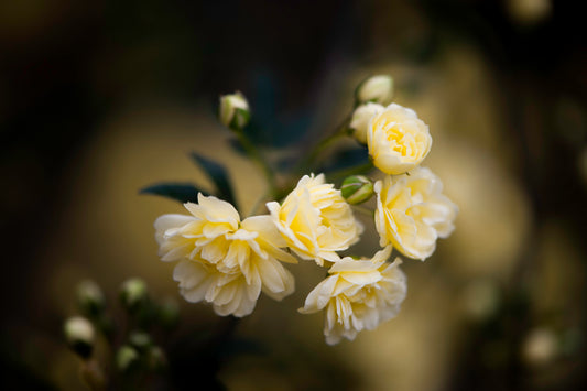 Lady Banks' Yellow Roses