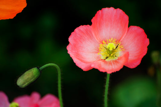 Iceland Poppy's Poise