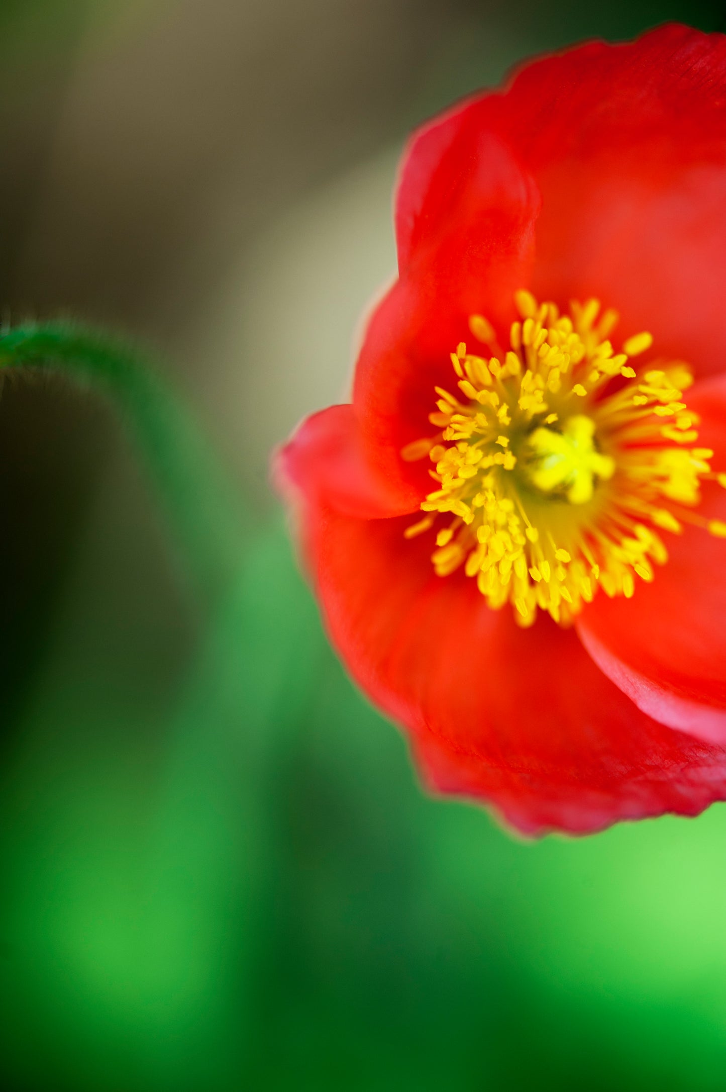 Iceland Poppy's Distraction