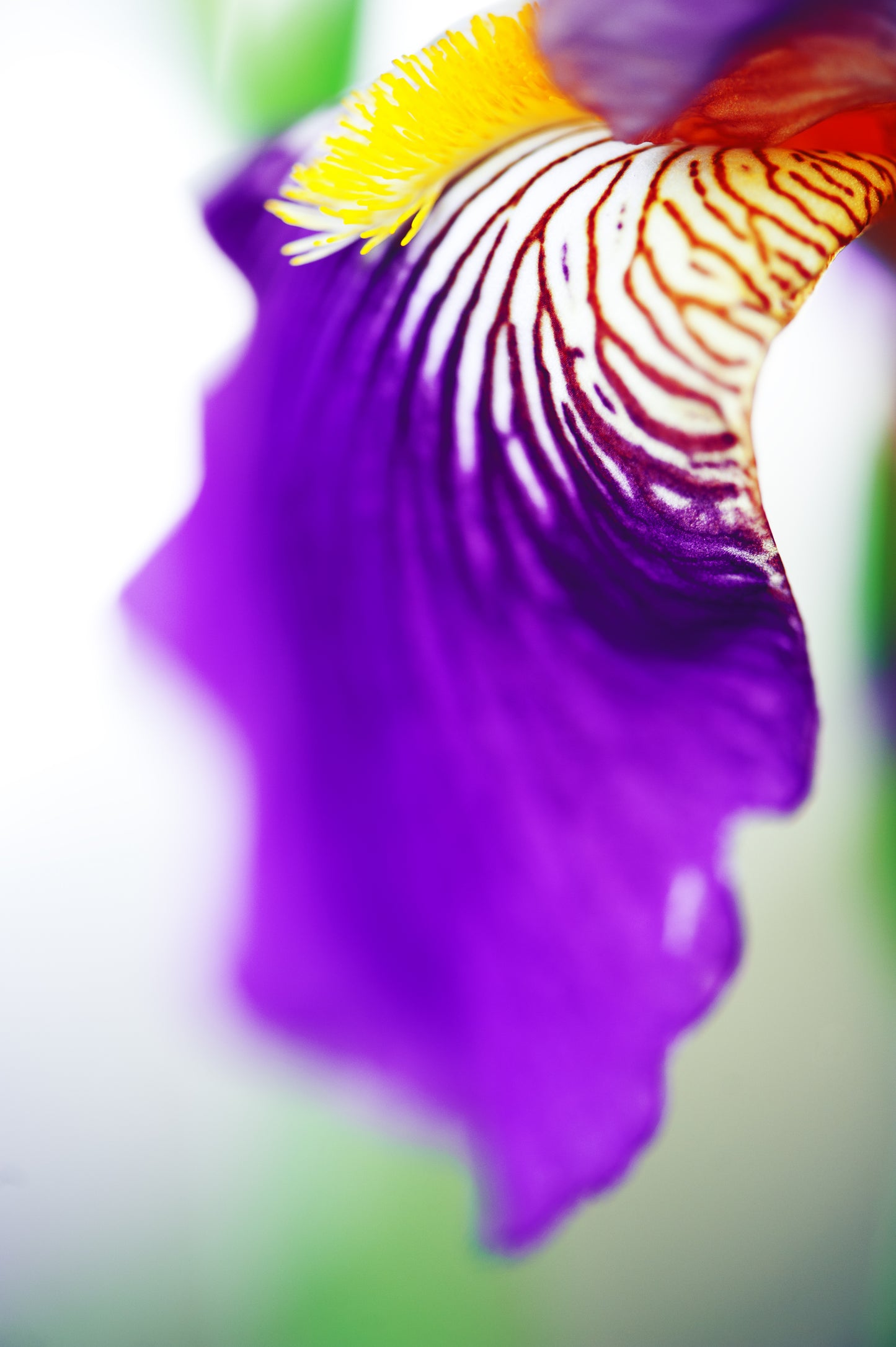 Iris' Outstretched Love
