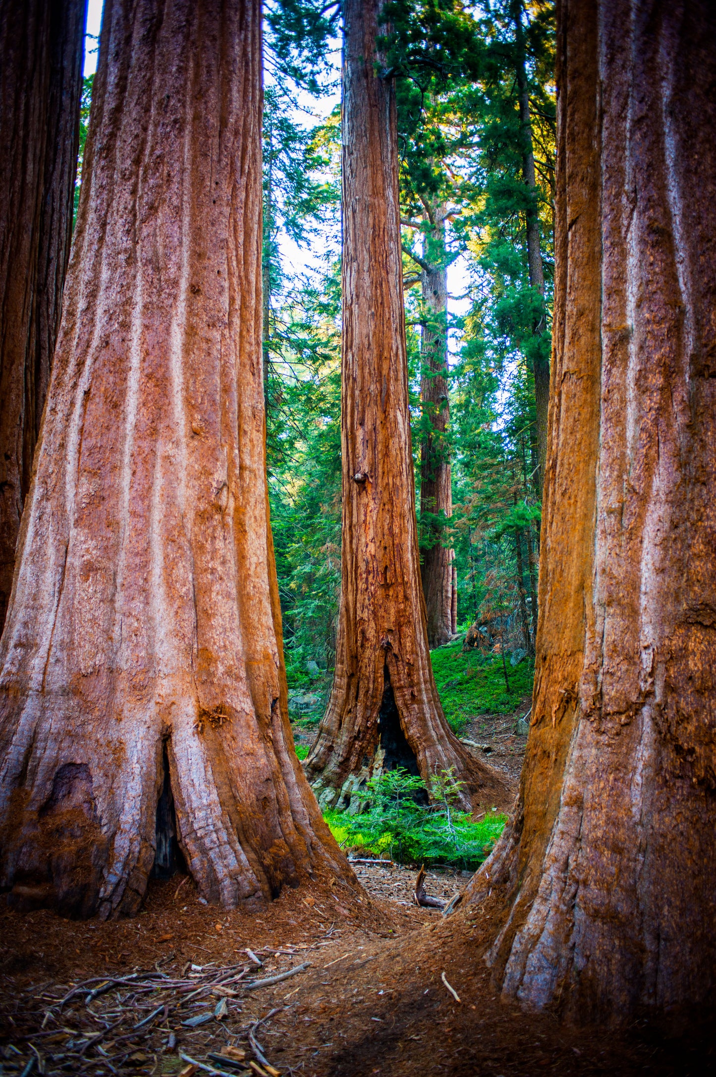 Sequoia Trees' Majesty