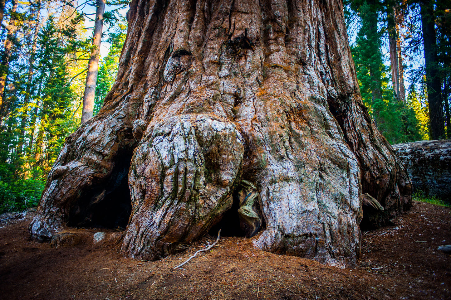 Sequoia Tree's Base
