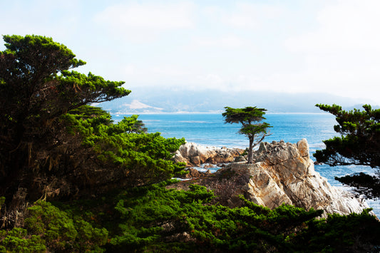 The Lone Cypress' Majestic View
